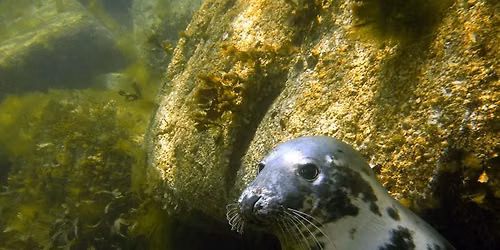 Lundy Diving