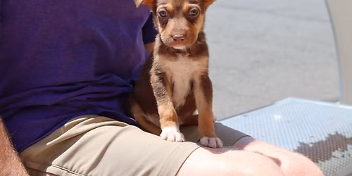 AFH DOG AND PUPPY ADOPTION EVENT - CHANTILLY