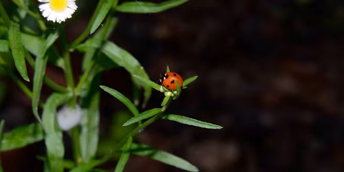 Lovely Lady Beetles