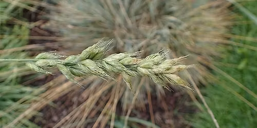 Grasses Identification workshop