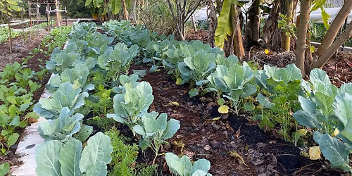 Saturday Farmers Market