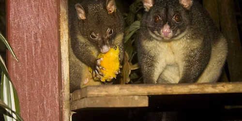 Possum Magic Travel Trail