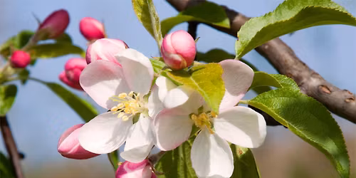 Combs Apple Blossom Party!