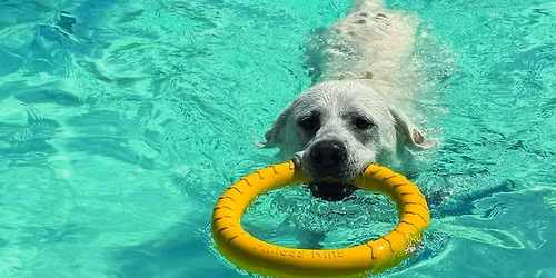 Pooch Plunge
