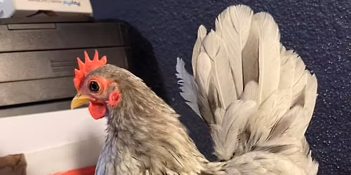 Serama TAble Top show