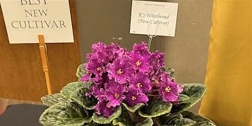 Missouri Valley African Violet Council Fall Convention, Show & Sale