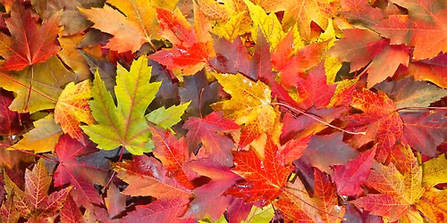 I Can't BeLeaf It's Fall!