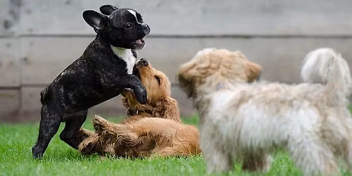 Puppy Social Foundations 