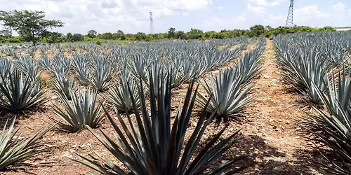 Tequila tasting & food pairing