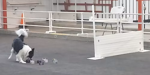 Spring Obedience Trial