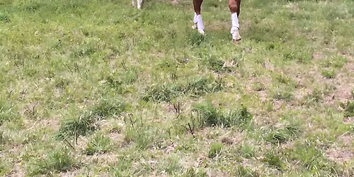 Summer Hunter Pace at Clover Ridge