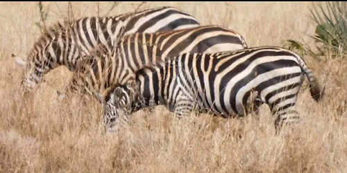 West Kenya Tour