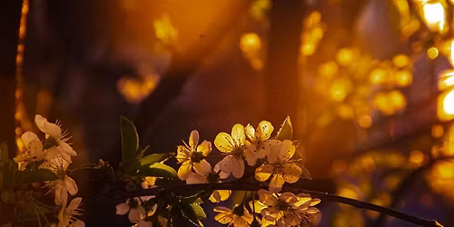 Spring Equinox Meditation Gathering