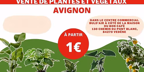 PLANTES ADDICT X BULD’AIR 