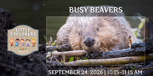 Little Explorers: Busy Beavers