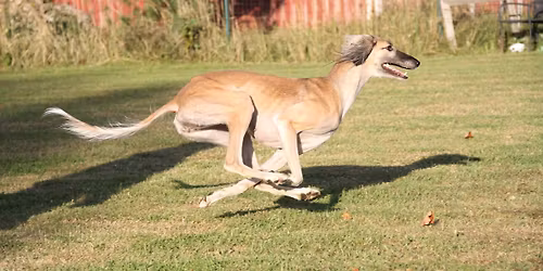 Ep\u00e4virallinen salukien maastomestaruuskilpailu 2026