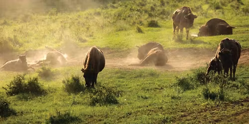 Excursie 1 zi la Zimbraria Neagra, Manastirea Dealu, Turnul Chindiei & Muzeul Tiparului-de la 99 Lei