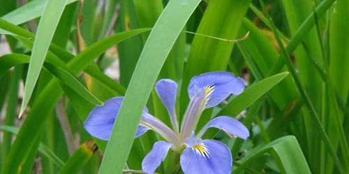 Grief Reiki Share and Support