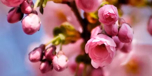 K\u00f6rsb\u00e4rsblommans dag i Kungstr\u00e4dg\u00e5rden