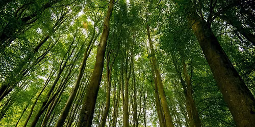 Dathlu Natur | Celebration of Nature