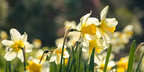 Exhibition: The Sussex Artists - 'The Art of Spring'