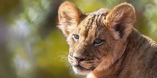 Animals in Focus: Photography Class