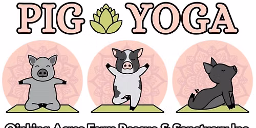 Pig Yoga