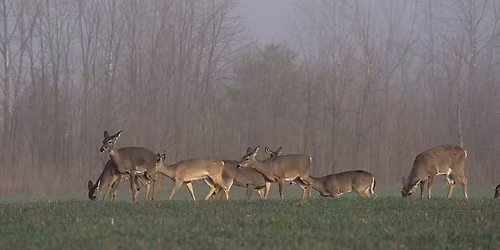 Pleasant Grove Park Deer Management Hunt