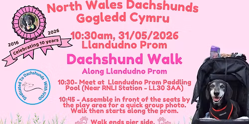 Dachshund Walk Llandudno Prom