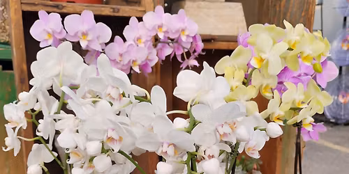 Orchid Care 101