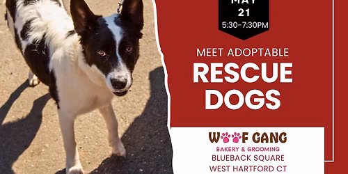 Meet Adoptable Rescue Dogs in West Hartford CT