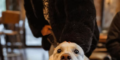 Halloween Retrievers &amp; Labs Pup Up Cafe - Glasgow \ud83c\udf83