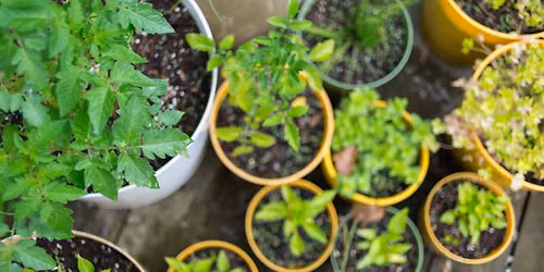 Know & Grow: Container Gardening