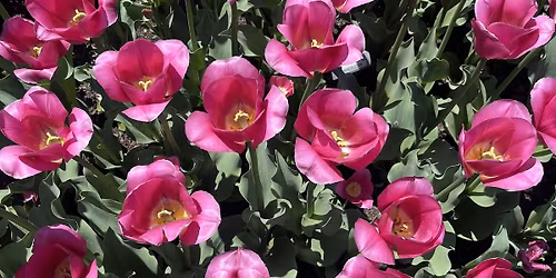 Lymphatic Drainage + Cell Turnover Workshop