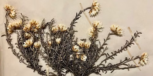 Arresting the Ephemeral: The Beautiful Usefulness of a Victorian Herbarium