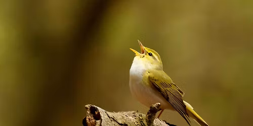 The New Birds of the Sheffield Area