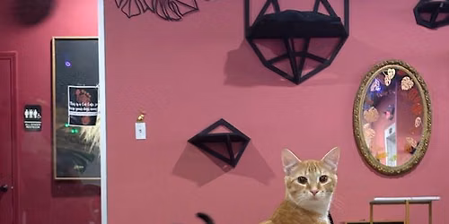 Tally Cat Yoga!