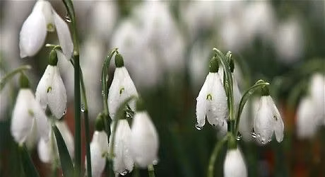 Imbolc - Candlemas on Primrose Hill, London