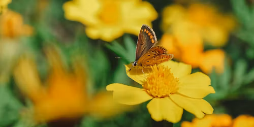 Native Plants Talk with the Delaware Nature Society