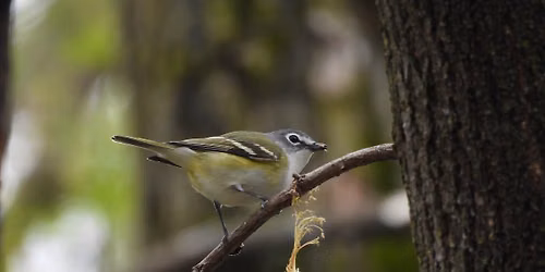 Fall Public Bird Hike #1