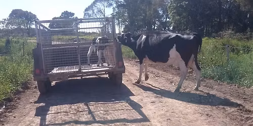 Minneapolis: Protest for Mother Cows Exploited for Milk!