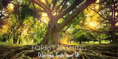 Forest Bathing | Shinrin Yoku | Dittiscombe