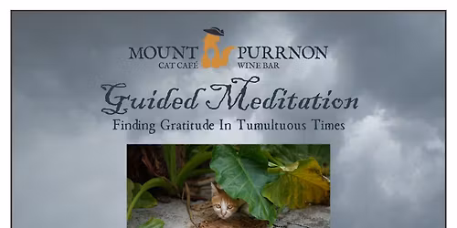 Meditation with Cats: Finding Gratitude