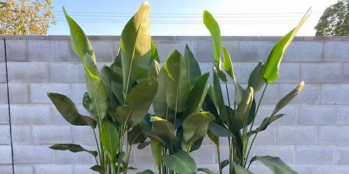 \ud83c\udf31 The Plant Depot \ud83c\udf31 First open day sale