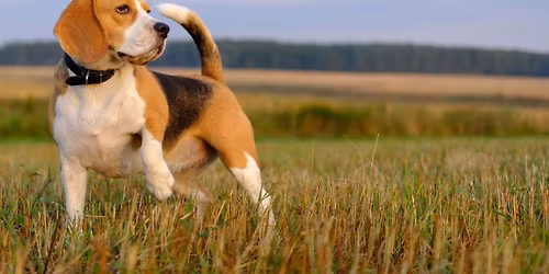 Green River AKC Brace - SPO Field trial