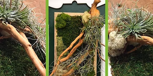 Moss art in frame workshop