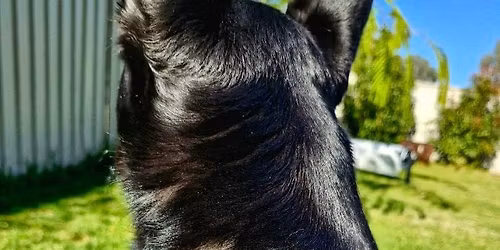 Leather Laced Dog Collar Workshop