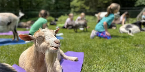 GOaT Yoga In The Woods