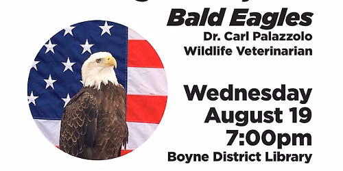 Michigan's Majestic Bald Eages