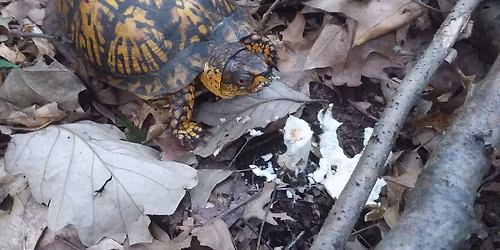 Hike at Ambler Flatwoods